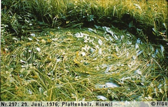 Spiralling method of the grass caused by the radiation arrangement. 29th June 1976.