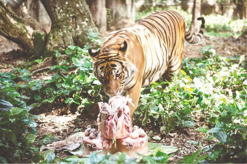 File:CR911 Image1.jpg