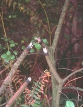 The damage done by the laser beam from the gun fired by Billy after it passed through the tree he shot at.