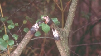 A close-up of the damage done by the laser beam from the gun fired by Billy after it passed through the tree he shot at.