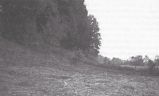 After the elimination of the approx. 5 m fir tree, after which only the small beech bush remained (clearly visible in the middle of the picture). (Photo: "Billy" Eduard Albert Meier)