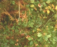 The damage done by the laser beam from the gun fired by Billy after it passed through the tree he shot at.