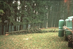 #851.[223] Quetzal accidentally knocked this tree over with his ship.