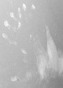 Close-up hand print made unintentionally by an extraterrestrial human being during a contact with Billy.