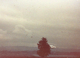 #69.[37] Semjase flying with her beamship around a wettertanne (weather pine) 14m height (the tree later eliminated by Semjase). Pfaffikersee in background. 9th July 1975.