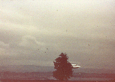 #69.[34] Semjase flying with her beamship around a wettertanne (weather pine) 14m height (the tree later eliminated by Semjase). Pfaffikersee in background. 9th July 1975.