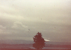 Semjase flying with her beamship around a wettertanne (weather pine) 14m height (the tree later eliminated by Semjase). Pfaffikersee in background. 9th July 1975.