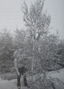 Engelbert Wächter holds the 5.5-meter tall crown piece of birch that was knocked down by lightning, which had gotten stuck in the branches of the tree and was taken down three months later. Photo from the 23rd of July, 1990: Freddy Kropf.[168]