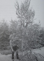 Engelbert Wächter holds the 5.5-meter tall crown piece of birch that was knocked down by lightning, which had gotten stuck in the branches of the tree and was taken down three months later. Photo from the 23rd of July, 1990: Freddy Kropf.[265]