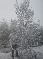 Engelbert Wächter holds the 5.5-meter tall crown piece of birch that was knocked down by lightning, which had gotten stuck in the branches of the tree and was taken down three months later. Photo from 23rd July, 1990 Freddy Kropf.[168]