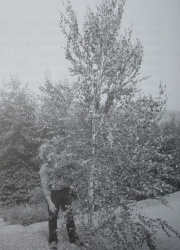 Engelbert Wächter holds the 5.5-meter tall crown piece of birch that was knocked down by lightning, which had gotten stuck in the branches of the tree and was taken down three months later. Photo from the 23rd of July, 1990: Freddy Kropf.[170]