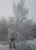 Engelbert Wächter holds the 5.5-meter tall crown piece of birch that was knocked down by lightning, which had gotten stuck in the branches of the tree and was taken down three months later. Photo from the 23rd of July, 1990: Freddy Kropf. See Contact 236.