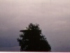 Semjase flying with her beamship around a wettertanne about 14 m. high (this tree was later eliminated by Semjase). In the background the Pfaffikersee is visible. 9 July 1975.