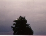 #76.[40] Semjase flying with her beamship around a wettertanne (weather pine) 14m height (the tree later eliminated by Semjase). Pfaffikersee in background. 9th July 1975.