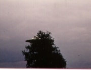 #76.[37] Semjase flying with her beamship around a wettertanne (weather pine) 14m height (the tree later eliminated by Semjase). Pfaffikersee in background. 9th July 1975.