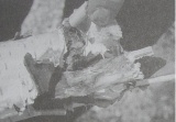 Main piece of the tree crown, in which the lightning entered and shattered this. Photo from the 24th of April, 1990: Freddy Kropf.[171]