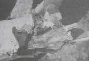 Main piece of the tree crown, in which the lightning entered and shattered this. Photo from the 24th of April, 1990: Freddy Kropf.[167]