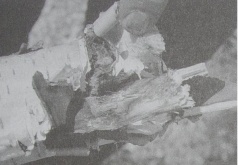 Main piece of the tree crown, in which the lightning entered and shattered this. Photo from the 24th of April, 1990: Freddy Kropf. See Contact Report 236 .