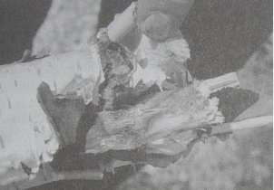 Main piece of the tree crown, in which the lightning entered and shattered this. Photo from the 24th of April, 1990: Freddy Kropf.[264]