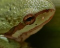 Frog-skin-mitch-shindelbower.jpg