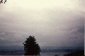 #71.[35] Semjase flying with her beamship around a wettertanne (weather pine) 14m height (the tree later eliminated by Semjase). Pfaffikersee in background. 9th July 1975.